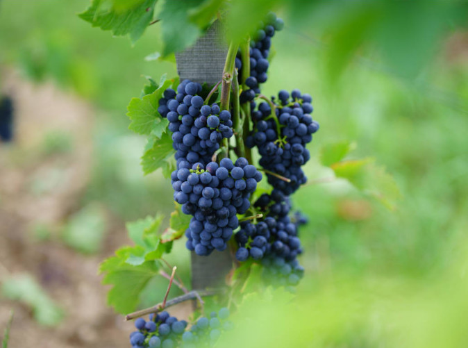 0022_Marlenheim - raisin 0036 © B. Salmanski - ADT